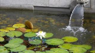 《過堂開示》: 平常心法【志蓮淨苑 定慈(宏勳)法師】Speech on Buddhism–Chi Lin Nunnery