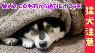 【猛犬注意】毛布に封印された柴犬は、絶対に出してはいけません！！