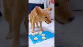 主人做的肉包子太好吃了，狗狗一口气吃了15个 #Funny Puppy #Chú chó con vui nhộn #Mèo con vui nhộn #웃긴 강아지 #웃긴 새끼 고양이