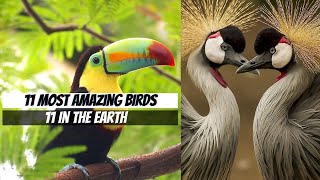 11 Most Amazing Birds on Planet Earth