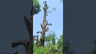 Mango tree cutter Pattukottai in SabariNathan