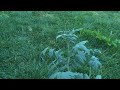 fendler s wild potato solanum fendleri overview ninja gardening episode 43