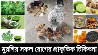 মুরগির সকল রোগের প্রাকৃতিক চিকিৎসা | দেশি মুরগী পালন ও চিকিৎসা | দেশি মুরগির বাচ্চা পালন পদ্ধতি