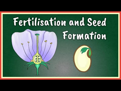 Do seed plants require water for fertilization?