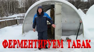 Табак на ферментацию в холодильник.  Бегонии в таблетки.  Два звонка разрушили наши планы.