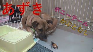 【超ビビリの元保護犬あずき】わたしオシャレします。