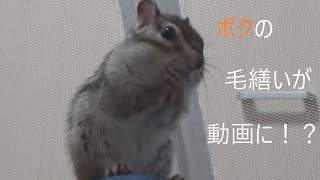 【シマリス】可愛すぎるとの君のきれいきれいタイム Tono-chipmunk grooming 다람쥐 손질 चिपमंक संवारना