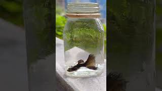 black Moscow guppy in dabur honey jar #guppy #blackmoscow #fish#guppyfish #blackguppy