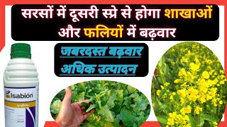 सरसों में फूल आने से पहले ये स्प्रे करेगी जबरदस्त फायदा || Spray For Mustard Crops Before Flowering