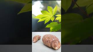 TikTok Motivational | কাসাভা শিমুল আলু #cassava #কাসাভা #food #farming #funny