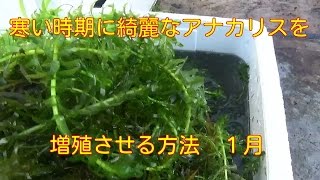 寒い時期に野外でアナカリスの綺麗な新芽を出して増やす方法　水草を増やす