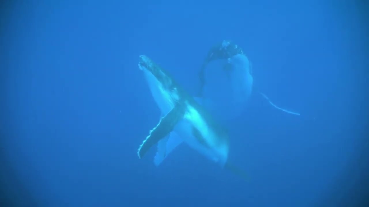 Dancing Mom And Calf Humpback Whales Youtube