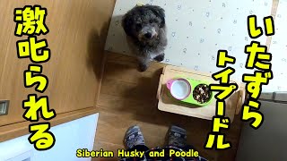 イタズラして飼い主から怒られるトイプードルの様子 Husky and Poodle