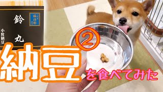 【豆柴ポン太くん】納豆を食べてみた！② ASMR 柴犬 検証 日記 shibainu