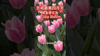 中国美！北京中山公园的郁金香为你开好了！Tulip Bloom！#北京的郁金香开了 #郁金香花海  #郁金香 #中山公园 #北京