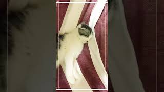 ハンモックで寝る猫#shorts