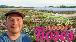 Welcome to Heirloom Roses (Over 900 Varieties!) | The Southerners Northern Garden