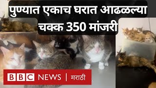 Pune House of Cats Viral video: Hadapsar मध्ये एकाच घरात आढळल्या 350 मांजरी