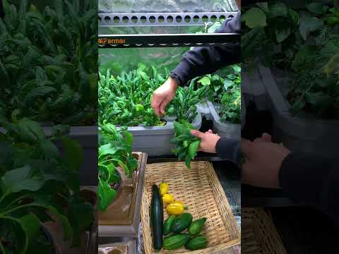 Which plant grow a new plant by their leaves?
