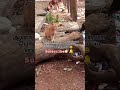 🤣👉🏻😼மனிசனடா நீங்க எல்லாம். funny animalllover duppingtamil funnyanimals shortsfeed dog