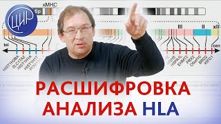 HLA - цель исследования и расшифровка анализа HLA-типирования. Гузов И.И.