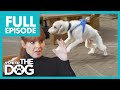 Bertie: The Attention Seeker | Full Episode | It’s Me or The Dog