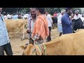 best hf jersey cow market in punganur chittoor. district andhrapradesh