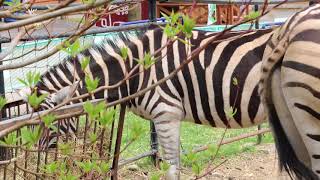 おびひろ動物園　シマウマ シャンティー 痙攣 1｜LIB