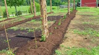 Small scale hops yard