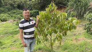 【老林赶野】大家都想看看老林種植的榴蓮生長成怎麼樣了，今天帶大家參觀一下