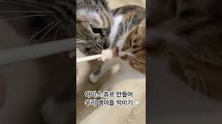 아이스 츄르 만들어서 고앵이들 먹이기 👻🤍 #cats