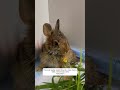 this lost baby rabbit found a new home with a kind man who rescued it animalshorts rabbit