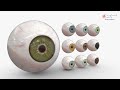 eyes anatomy u0026 function made easy eyeball 3d animation.