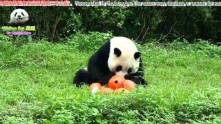 20151010 圓仔法師收服了有慧根的遊客 The Giant Panda Yuan Zai