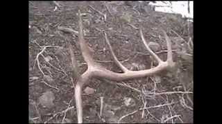 Tines Up Tuesday Episode 38: Huge Utah Elk Shed Antlers