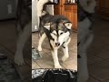 Scared Malamute | #shorts