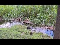 florida silvestre otter