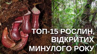 НЕПЕНТЕС З ПІДЗЕМНИМИ ПАСТКАМИ, РОСЛИНА, ОПИСАНА В ШАНУ УКРАЇНСЬКОГО ВЧЕНОГО ТА ІНШІ НОВІ ВИДИ