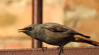 Горихвостка-чернушка • Горихвістка чорна • Black redstart • Phoenicurus ochruros