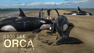 0800 SEE ORCA Fatale Orca Strandung Folge 5