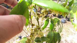 Longan is Fruiting, lots of Budding, Flowering and Fruiting March 29th 2021