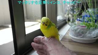 すっかり足乗りインコになり切ったセキセイインコ、チャッピー　Chappie becomes a foot-riding budgie, not a hand-riding one