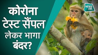Corona Virus: क्या है बंदरों में कोरोना फैलने के Viral Video का सच?