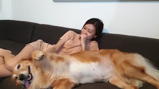 [Golden Retriever] 태국 생활| 일요일, 리트리버와 함께 영화 보기 Watching a movie with a retriever on Sunday #Shorts