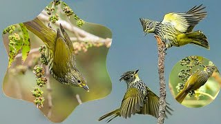 striated bulbul (Alcurus striatus) is a species of songbird in the bulbul family, Pycnonotidae.