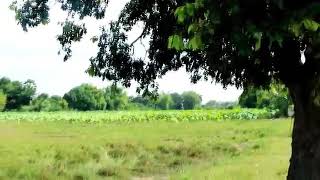 အျပာကား အိုးအႀကီးႀကီး