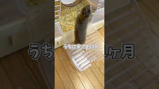 【しつけ】サラに新しい技覚えさせてみた #リチャードソンジリス #ピー助 #動物#生き物紹介