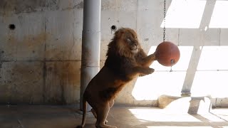 ライオンのブイ遊び：多摩動物公園