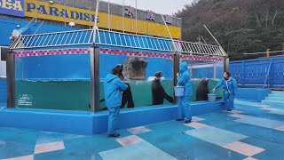 トドのお食事タイム　伊勢シーパラダイス　25.01.06