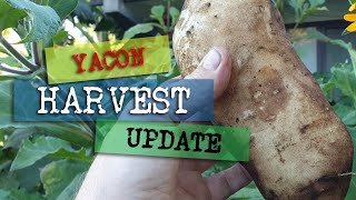 YACON HARVEST